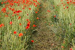 Mohn